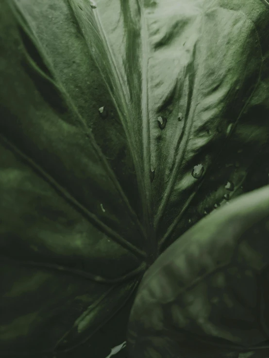 a close up of a leaf with water droplets on it, inspired by Elsa Bleda, unsplash, renaissance, monochromatic green, low quality photo, magnolia big leaves and stems, lettuce