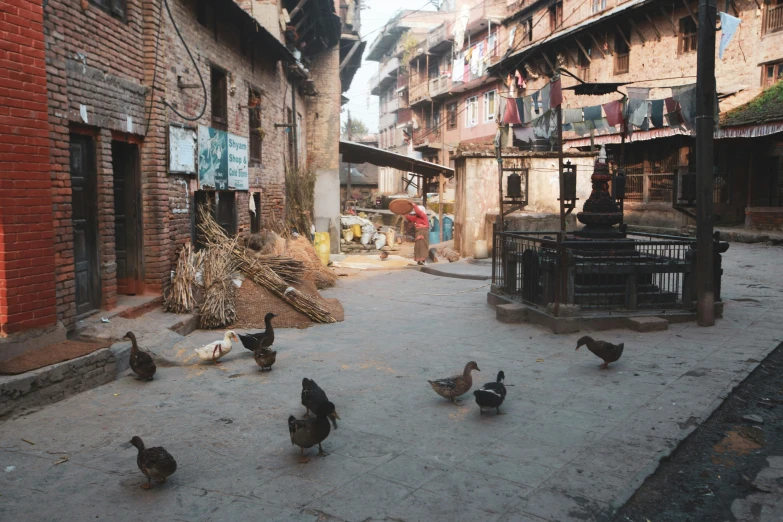 a bunch of birds that are standing in the street, unsplash contest winner, hurufiyya, nepali architecture buildings, videogame still, market setting, movie set”