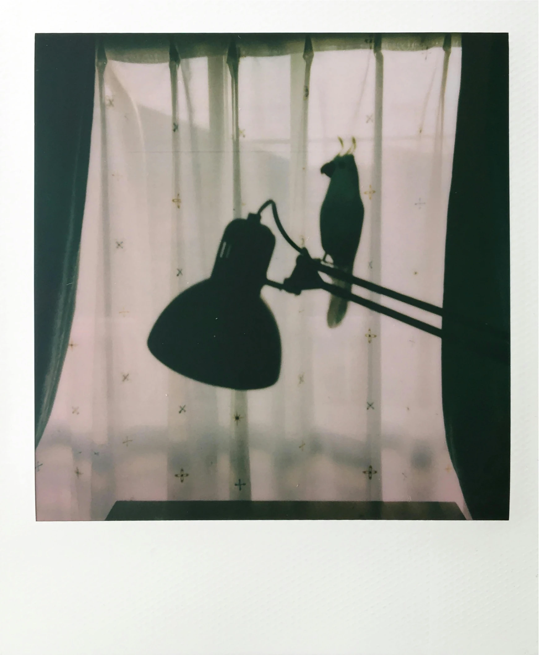 a bird sitting on top of a lamp next to a window, a polaroid photo, inspired by Elsa Bleda, silhouette :7, ( ( photograph ) ), mingchen shen, julia sarda