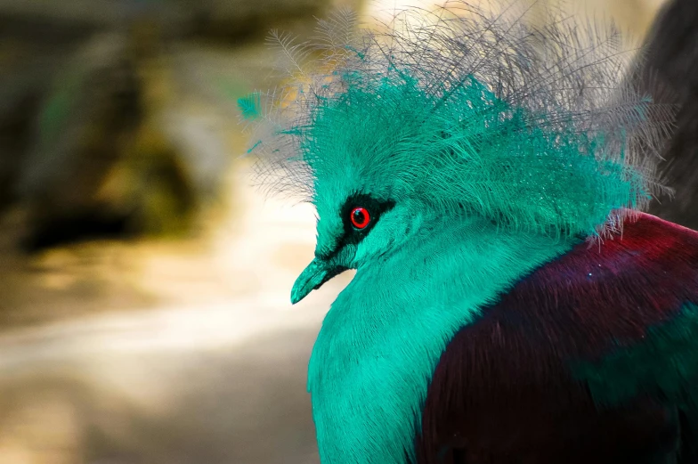 a close up of a green bird with a red eye, an album cover, pexels contest winner, hurufiyya, blue mohawk, beautiful animal pearl queen, wild hairstyle, monochromatic teal