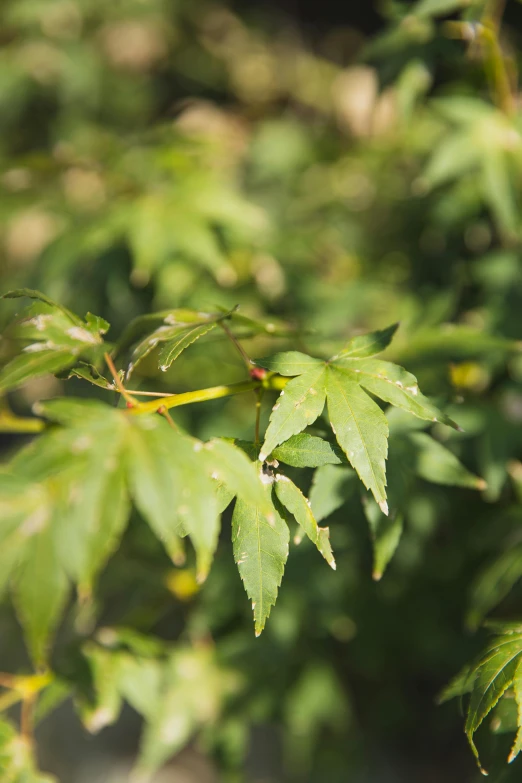 a bird sitting on top of a tree branch, inspired by Maruyama Ōkyo, unsplash, hurufiyya, marijuana leaves ) wet, high angle close up shot, japanese maples, loosely cropped