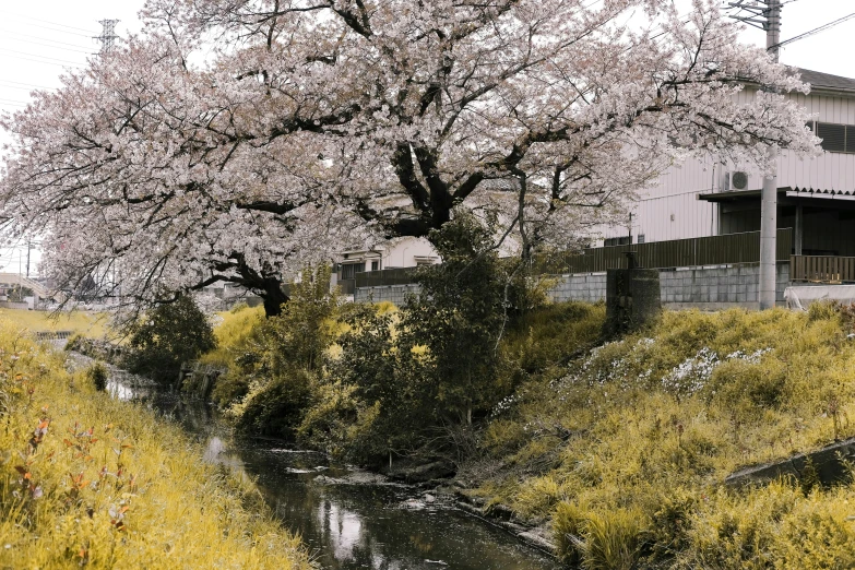 a river running through a lush green field, a picture, unsplash, sōsaku hanga, cherry blossom tree, urban surroundings, 1990's photo, brown