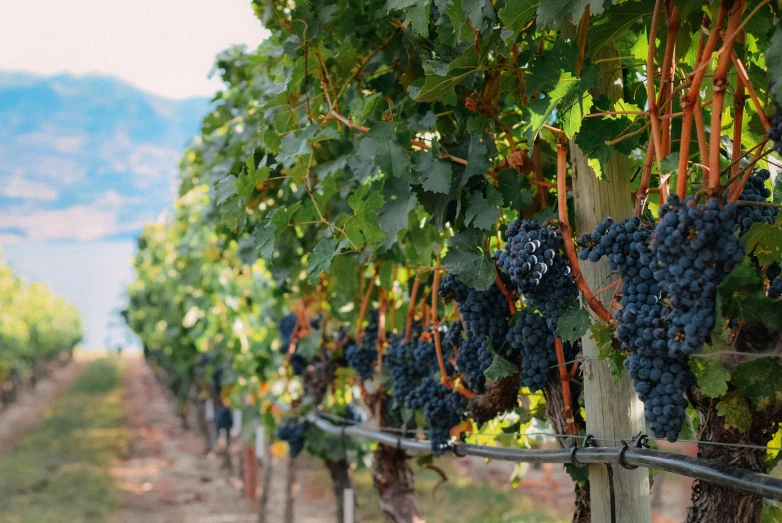 a bunch of grapes growing in a vineyard, by Carey Morris, pexels contest winner, british columbia, panels, 💋 💄 👠 👗, thumbnail