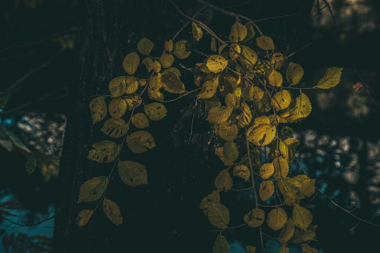 a bunch of yellow leaves hanging from a tree, inspired by Elsa Bleda, unsplash contest winner, australian tonalism, in a dark forest low light, the yellow creeper, instagram photo, nothofagus