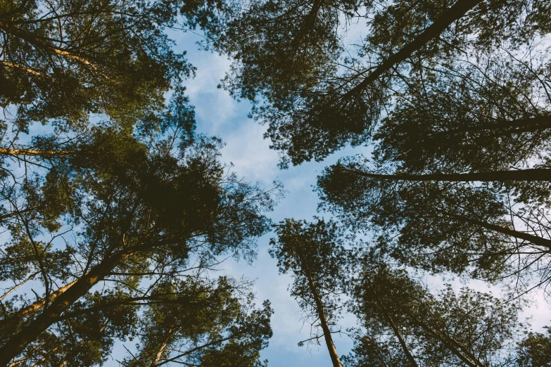 a forest filled with lots of tall trees, a picture, unsplash, visual art, with branches! reaching the sky, forest picnic, patches of sky, upside-down