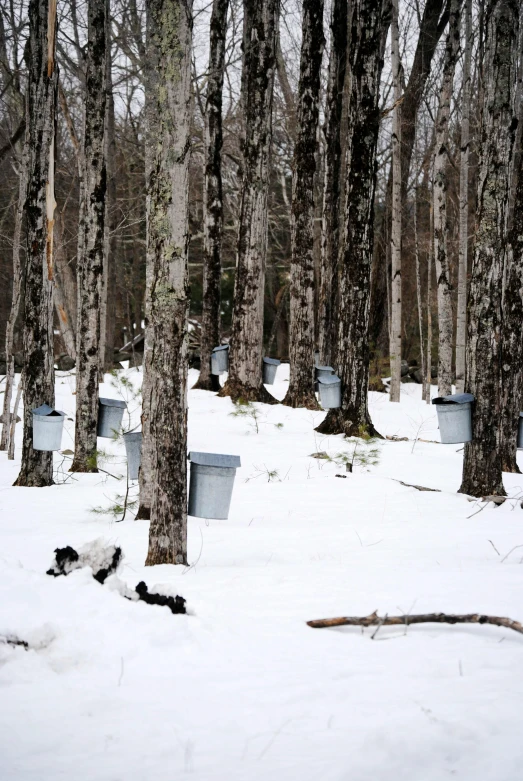 a forest filled with lots of trees covered in snow, maple syrup & hot fudge, surface hives, thumbnail, tourism