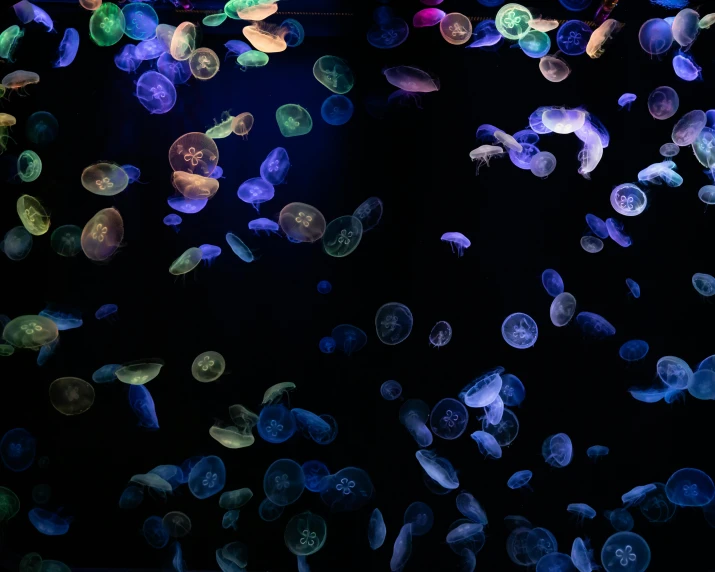 a bunch of jellyfishs that are glowing in the dark, an album cover, unsplash, biennale, aquarium, glowing buttons, anna nikonova