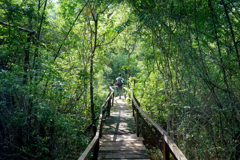 a group of people riding on top of a wooden bridge, by Stanley Matthew Mitruk, unsplash, walking through a lush jungle, bushveld background, 2 5 6 x 2 5 6 pixels, mangrove trees