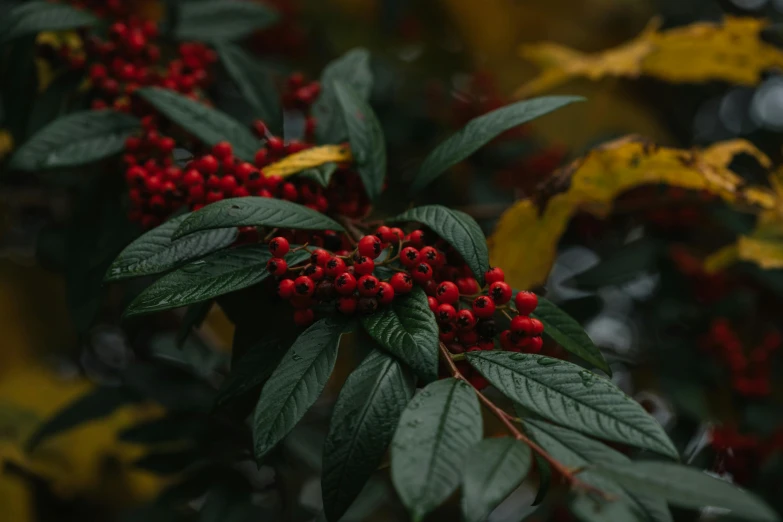 a bush with red berries and green leaves, by Emma Andijewska, trending on pexels, fan favorite, shot on sony a 7, red green black teal, red and orange colored