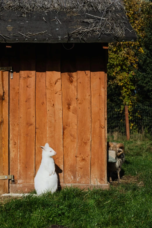 a white cat sitting in front of a wooden shed, a goat, unsplash photo contest winner, whistler, fennec