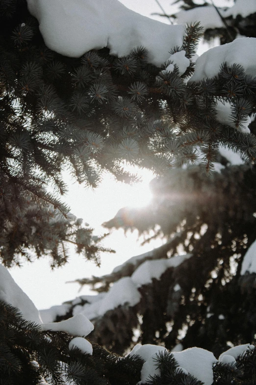 the sun shines through the branches of a pine tree, by Andrew Domachowski, trending on unsplash, romanticism, very light snow, grey, soft evening lighting, half image