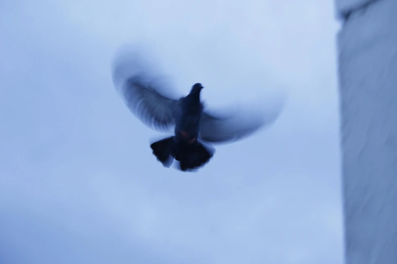 a bird that is flying in the air, an album cover, by Attila Meszlenyi, pexels contest winner, hurufiyya, blue, ignant, pigeon, indigo