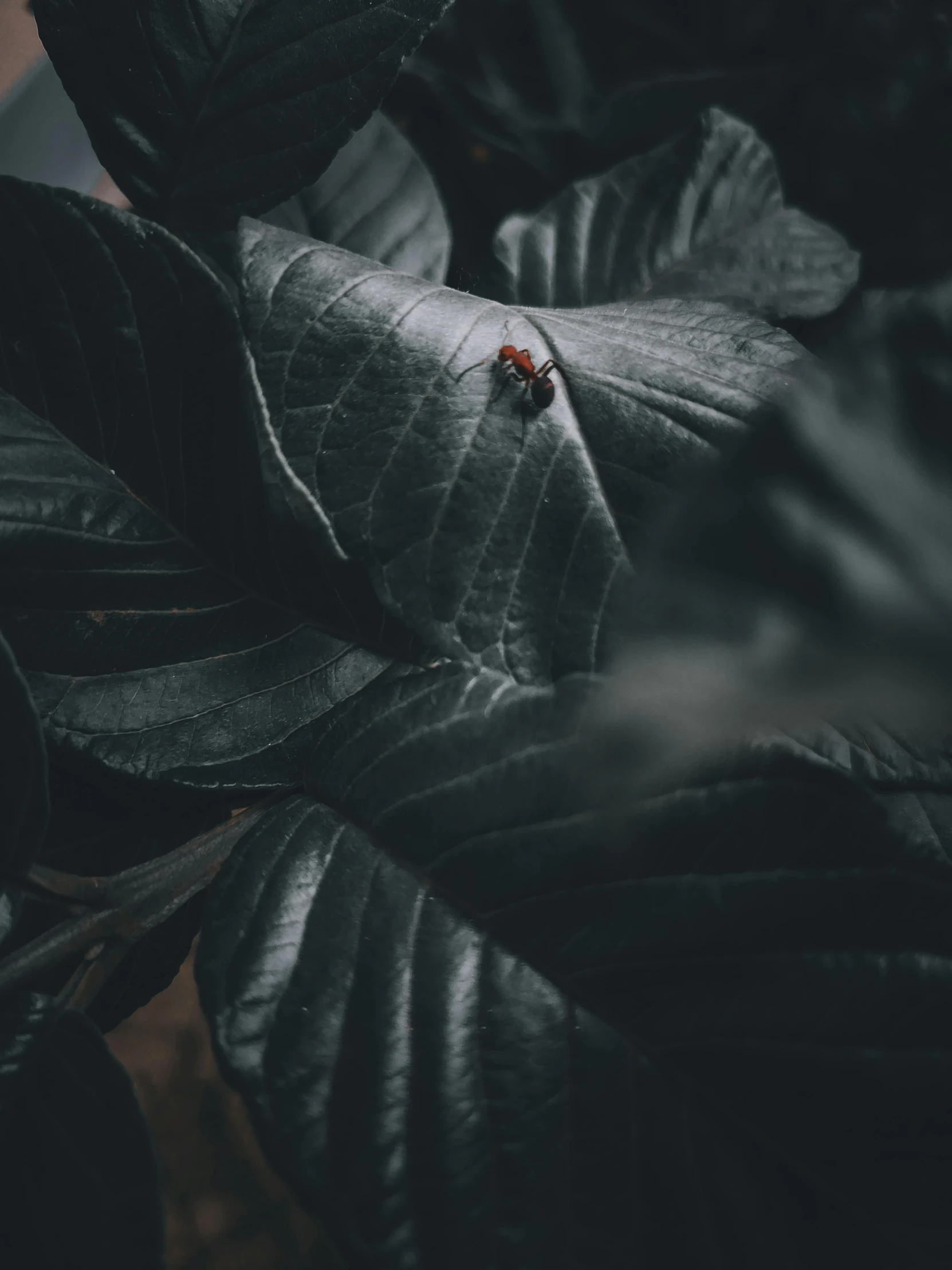 a ladybug sitting on top of a leafy plant, inspired by Elsa Bleda, unsplash contest winner, ominous gothic aesthetic, wearing leather, stacked image, taken on iphone 14 pro