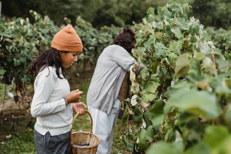 two women picking grapes in a field, by Jessie Algie, pexels contest winner, wearing farm clothes, avatar image, profile image, inspect in inventory image