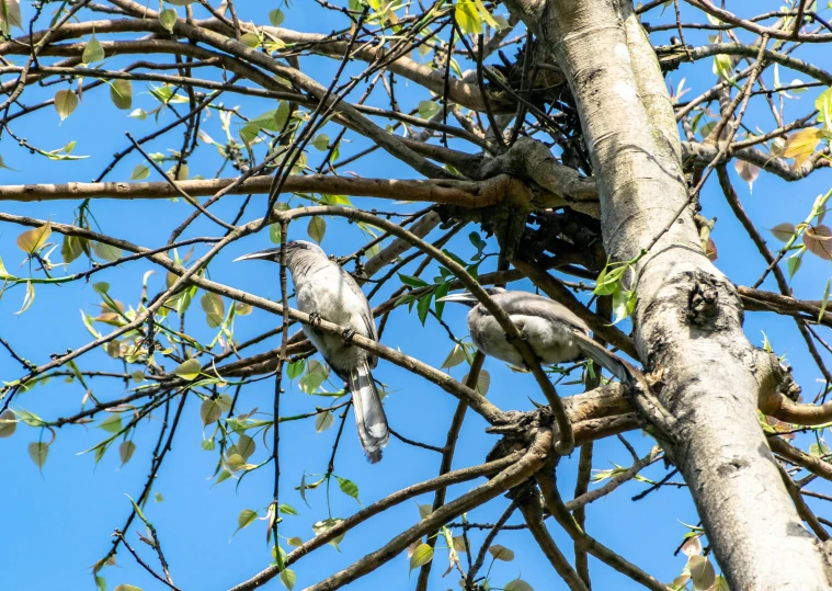 a couple of birds sitting on top of a tree, a portrait, flickr, pov photo, overgrown trees, shot on sony a 7 iii, concert