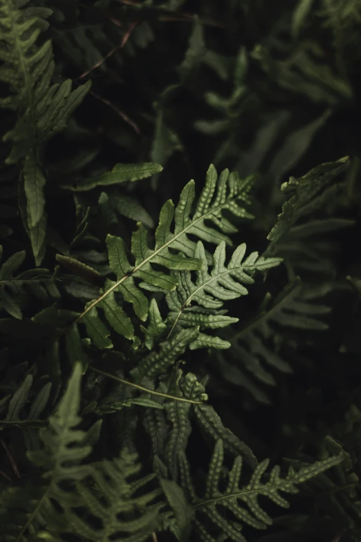 a close up of a plant with green leaves, trending on pexels, dried fern, dark, multiple stories, greens)