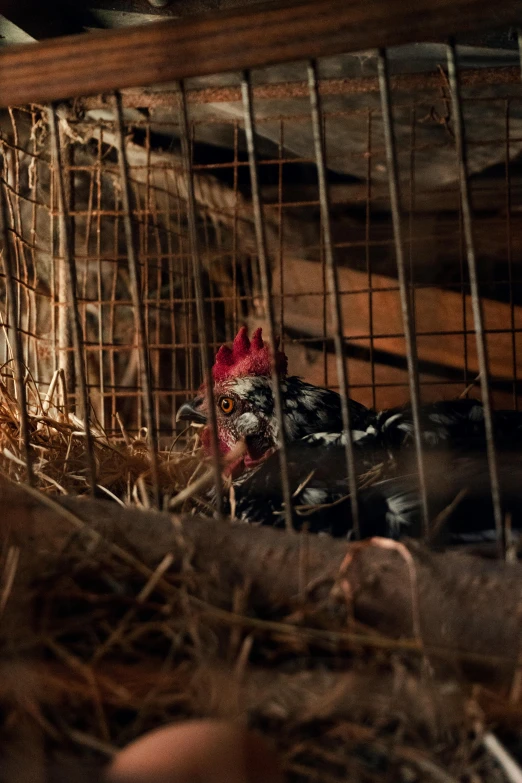 a bunch of chickens that are inside of a cage, a portrait, flickr, scene from live action movie, promo image, hiding, taken with sony alpha 9