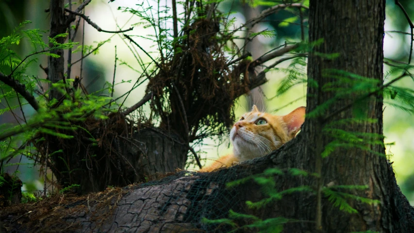 a cat sitting on top of a tree trunk, unsplash, sumatraism, cinematic shot ar 9:16 -n 6 -g, ginger cat, laying under a tree on a farm, in picturesque forest diorama