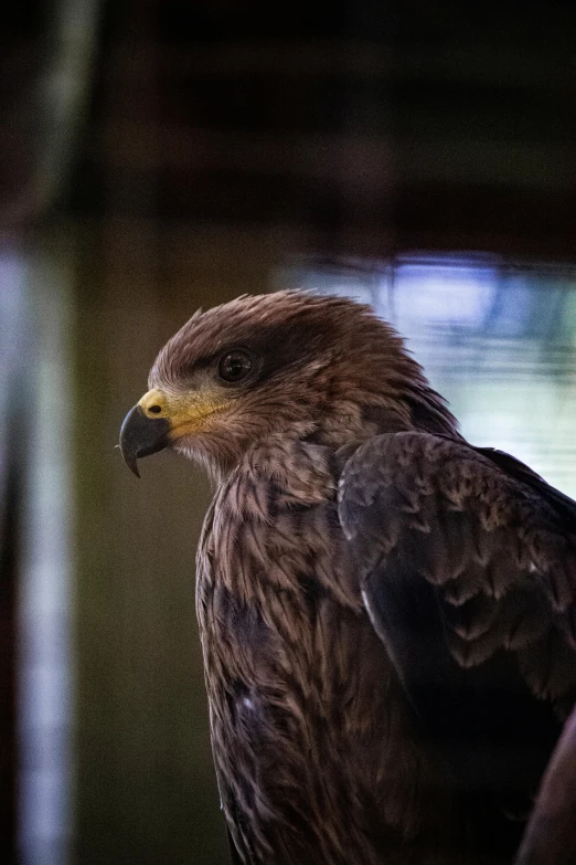 a close up of a bird of prey in a cage, pexels contest winner, hurufiyya, looking smug, eagle feather, profile image, standing