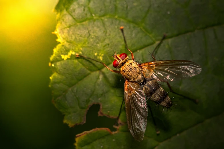 a close up of a fly on a leaf, pexels contest winner, hurufiyya, avatar image, summer evening, male with halo, instagram post