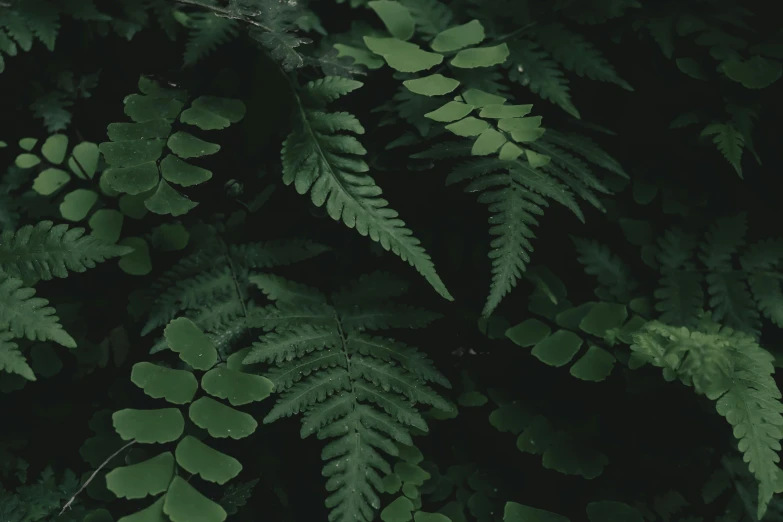 a close up of a plant with green leaves, dark forest theme, alessio albi, fern, high-quality render