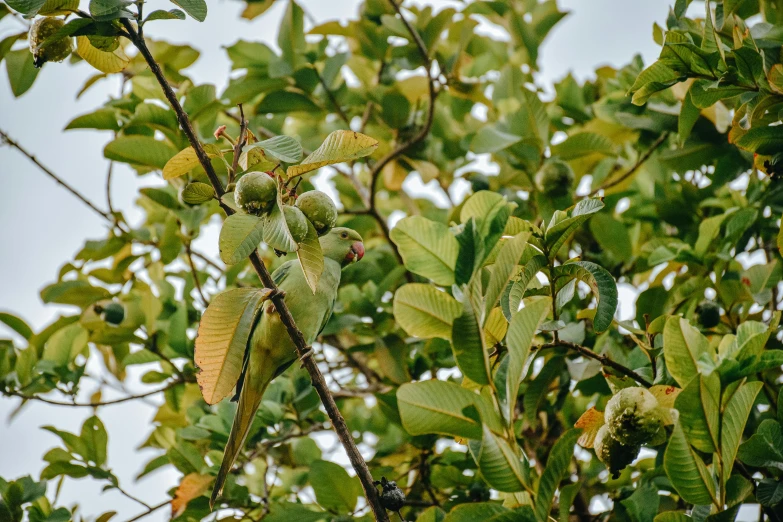 a bird sitting on top of a tree branch, trending on pexels, hurufiyya, garden with fruits on trees, huge ficus macrophylla, viewed from the ground, amanda lilleston