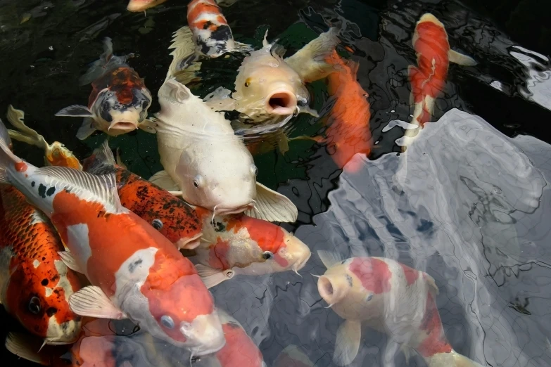 a group of koi fish swimming in a pond, an album cover, pexels contest winner, precisionism, alessio albi, 🦩🪐🐞👩🏻🦳, ready to eat, ( ( ( koi colors ) ) )