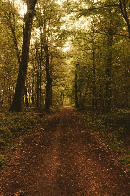 a dirt road in the middle of a forest, woodland setting, deep earthy colours, completely empty, paths