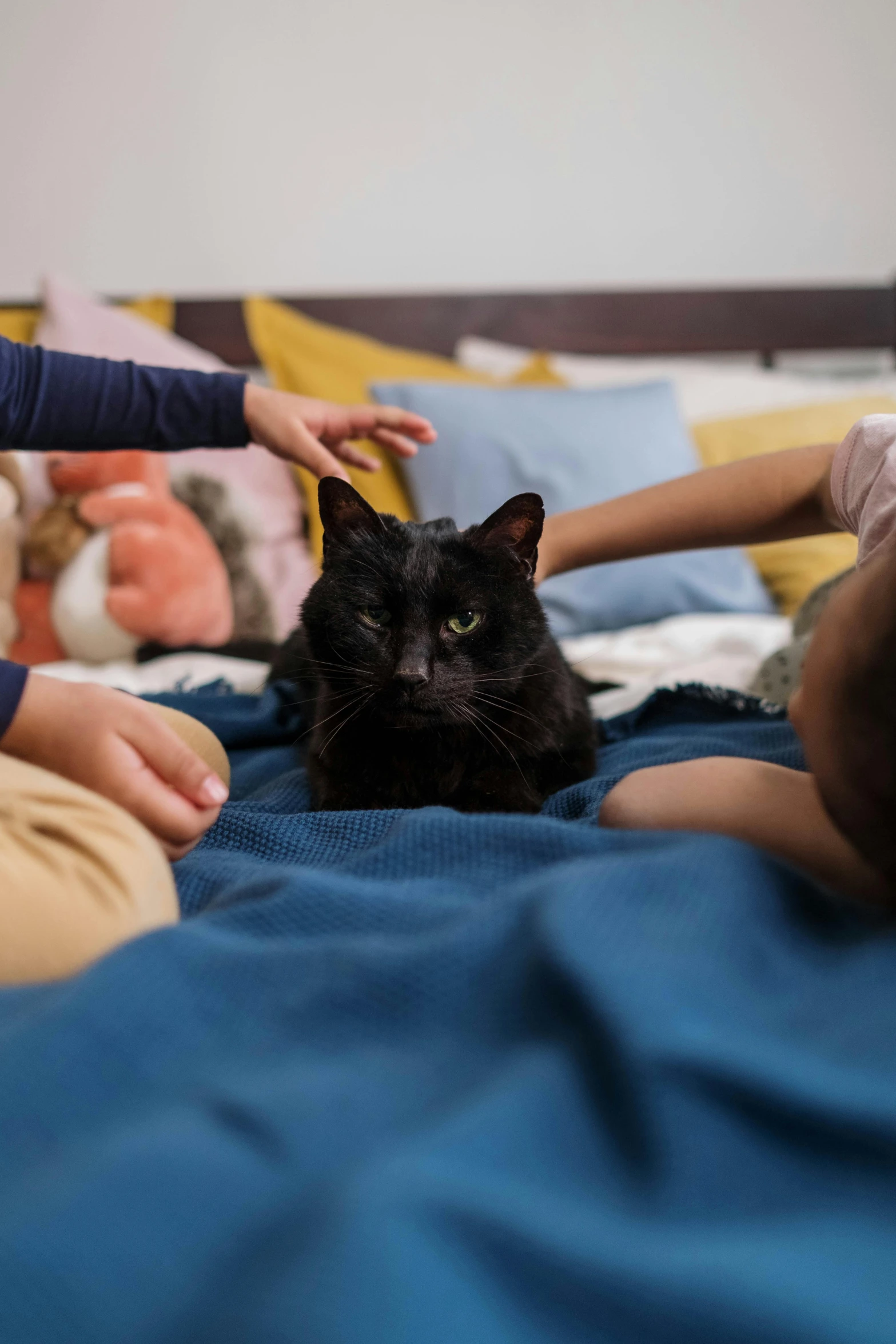 two children petting a black cat on a bed, incoherents, shot with sony alpha, holding paws, medium-shot, a brightly colored