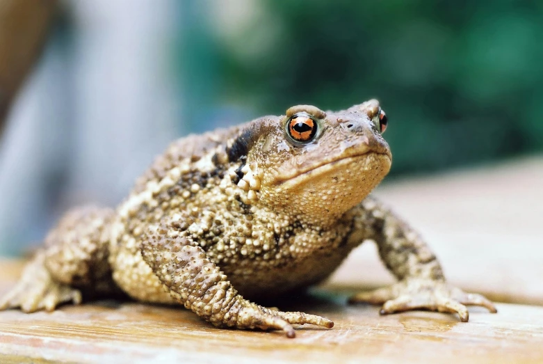 a toad sitting on top of a wooden table
