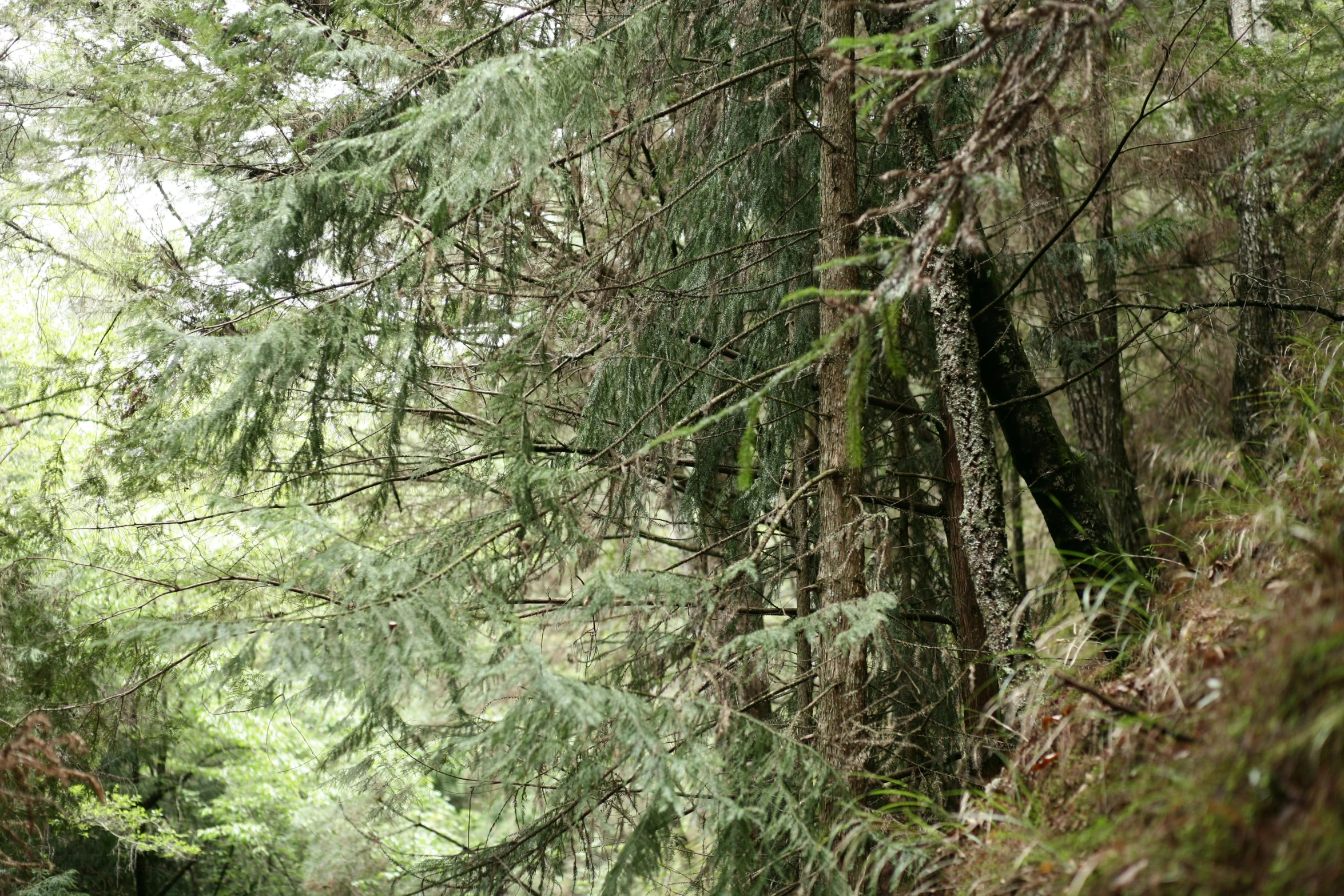 a red fire hydrant sitting in the middle of a forest, by Caroline Mytinger, hurufiyya, black fir, slide show, ((trees)), hemlocks