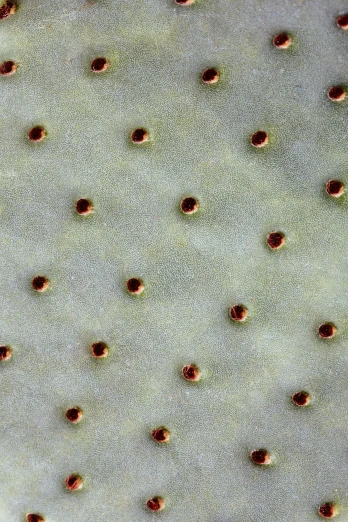 a close up of a cactus plant with red dots, a microscopic photo, inspired by Lucio Fontana, pale white detailed reptile skin, birdseye view, brown holes, trending on textures. com