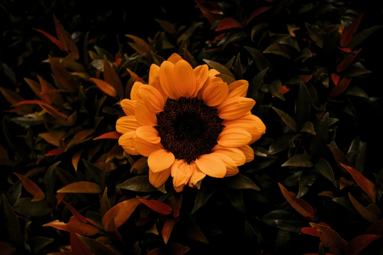 a sunflower sitting in the middle of a bush, inspired by Elsa Bleda, pexels contest winner, orange and black, lit from above, 8k resolution”, elegant yellow skin