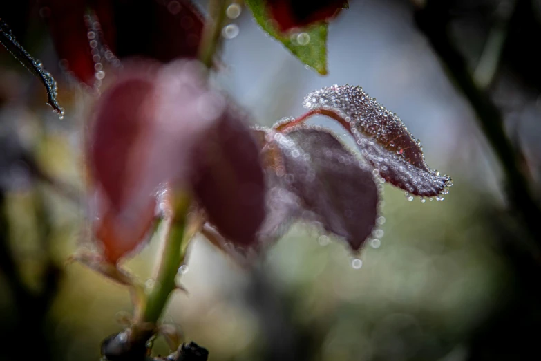 a close up of a plant with water droplets on it, by Tom Bonson, unsplash, maroon mist, with frozen flowers around her, “ iron bark, high quality photo