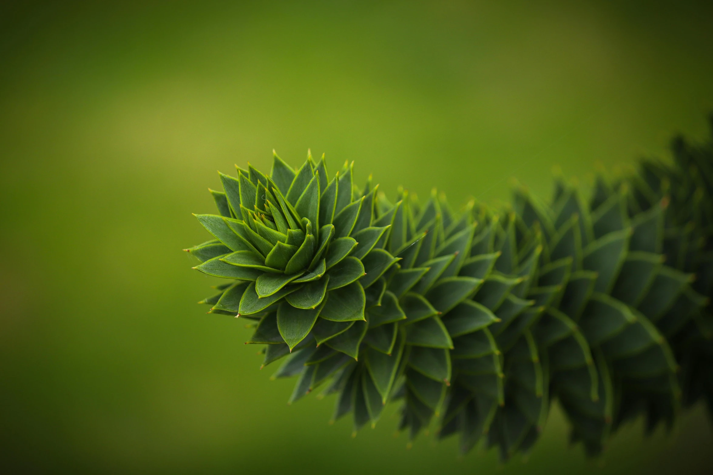 a close up of a green plant with a blurry background, a macro photograph, unsplash, hurufiyya, black fir, fractal, serrated point, depth of field ”