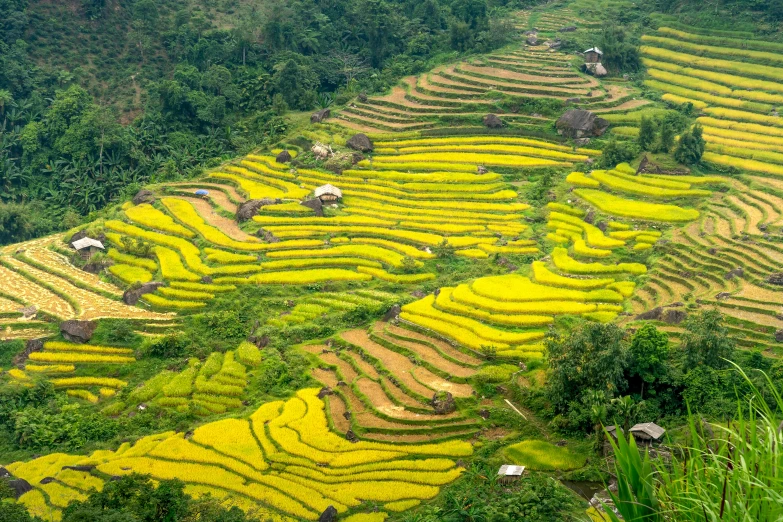 a group of people standing on top of a lush green hillside, hurufiyya, full of golden layers, vietnamese woman, avatar image, overview