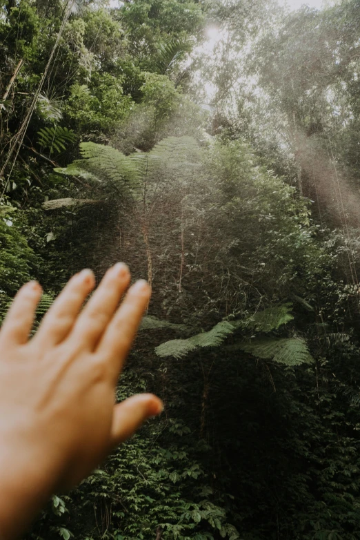 a person standing in front of a lush green forest, pexels contest winner, sumatraism, hands reaching for her, translucent, ( ( ( kauai ) ) ), natural light beam