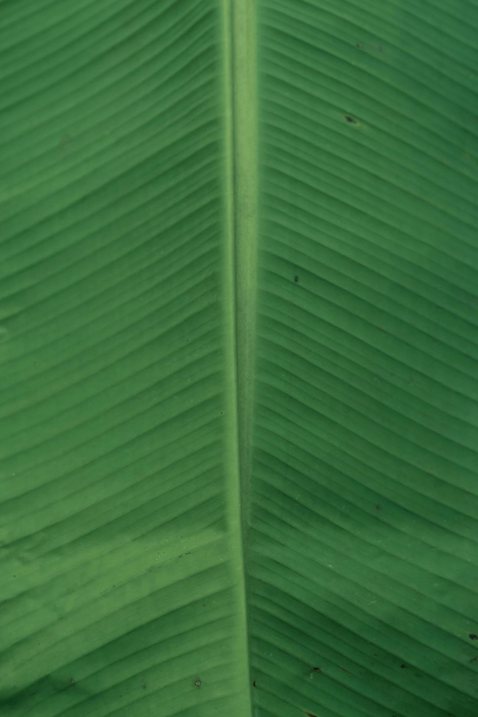 a close up of a green banana leaf, inspired by Carpoforo Tencalla, taken with kodak portra, made of leaves, felix kelly, victor einrich