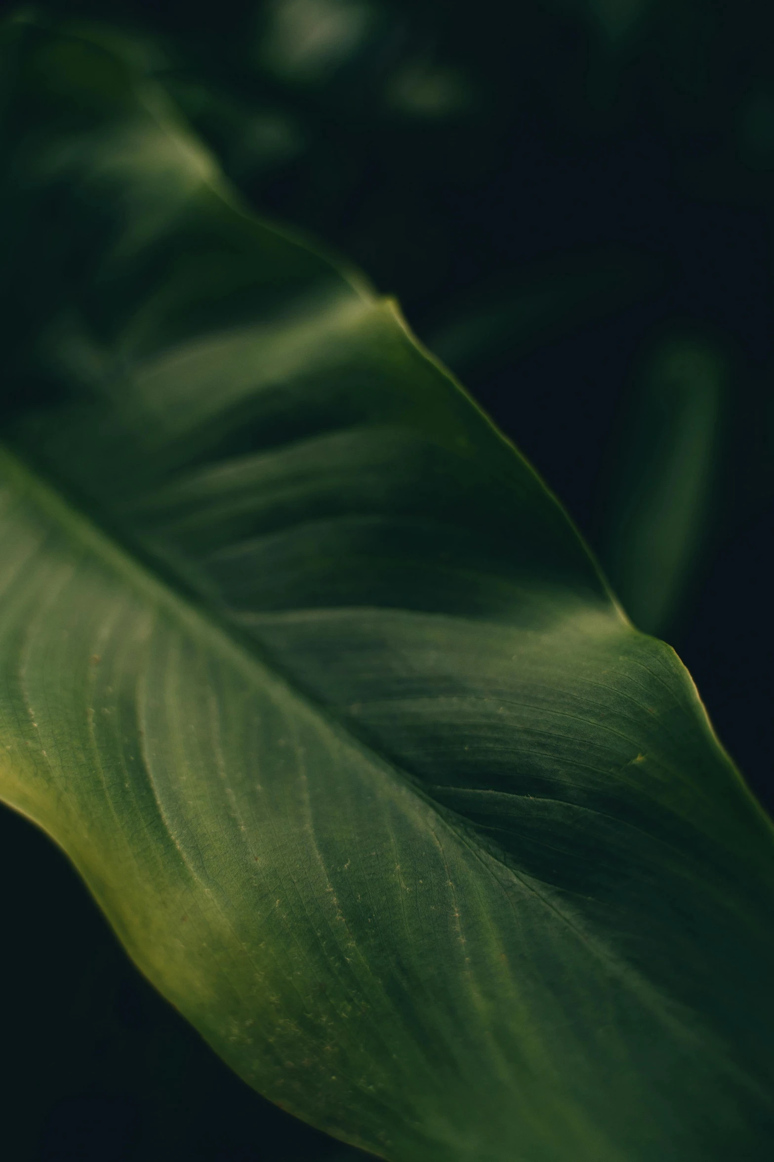 a close up of a leaf on a plant, inspired by Elsa Bleda, trending on unsplash, in a deep lush jungle at night, shot on hasselblad, smooth texture, environments )