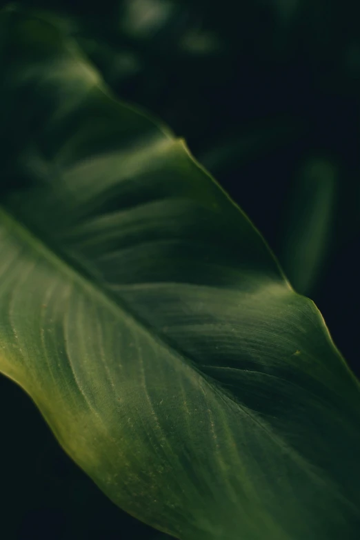 a close up of a leaf on a plant, inspired by Elsa Bleda, trending on unsplash, in a deep lush jungle at night, shot on hasselblad, smooth texture, environments )