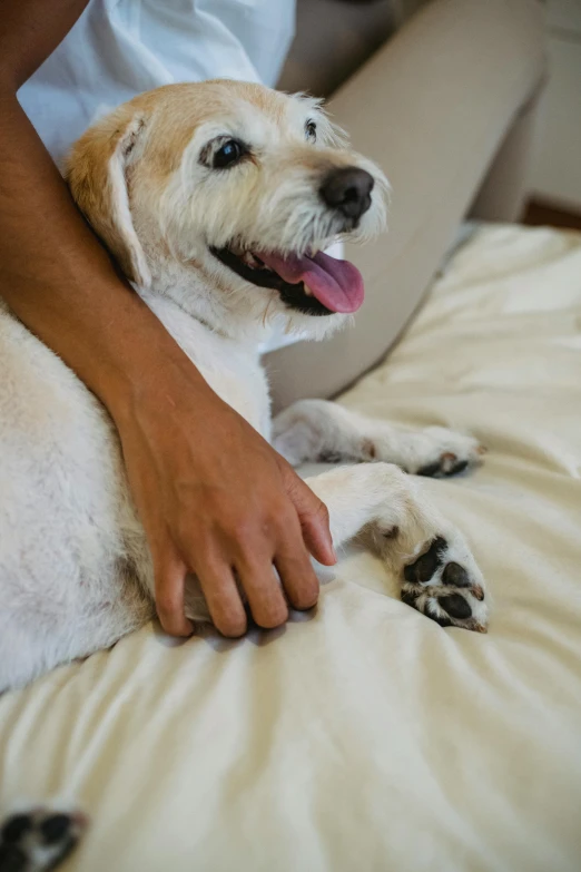 a close up of a person petting a dog on a bed, lying down, detailing, furry arms, mixed animal