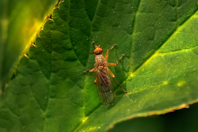 a close up of a fly on a leaf, by Jan Rustem, pexels contest winner, hurufiyya, thumbnail, brown, full length shot, low quality photo