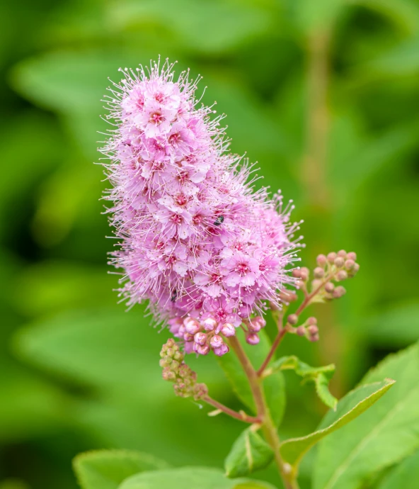 a pink flower with green leaves in the background, pexels, hurufiyya, tufty whiskers, mint, modeled, often described as flame-like