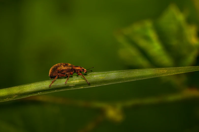 a bug sitting on top of a green leaf, by Andries Stock, pexels contest winner, renaissance, brown, farming, medium long shot, fireflies around