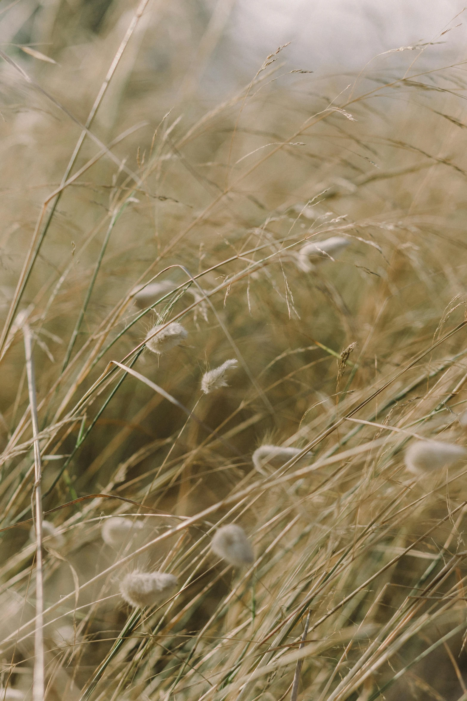 a red fire hydrant sitting in the middle of a field of tall grass, an album cover, by Attila Meszlenyi, trending on unsplash, muted browns, stylized grass texture, hairs fly in the wind, loosely cropped