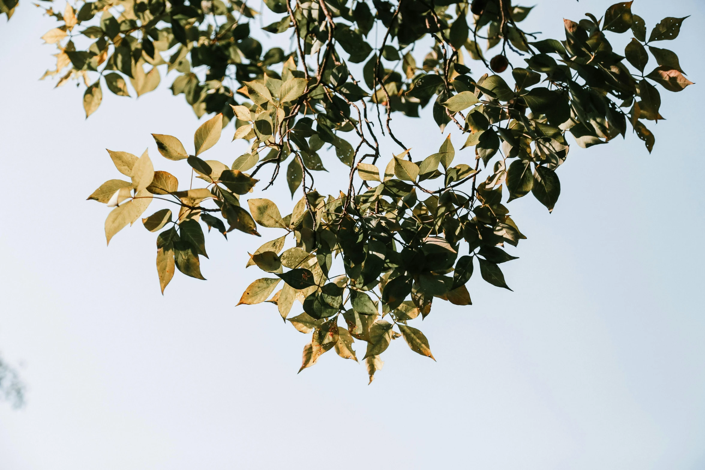 a bird sitting on top of a tree branch, by Carey Morris, trending on unsplash, visual art, basil leaves flying all over, sunny day with clear sky, as seen from the canopy, “ iron bark