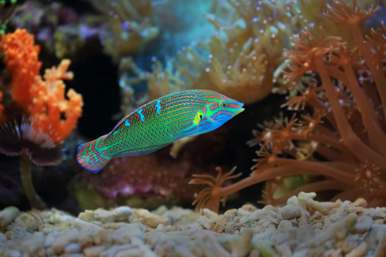 a close up of a fish in an aquarium, glossy flecks of iridescence, great barrier reef, mami wata, a brightly coloured