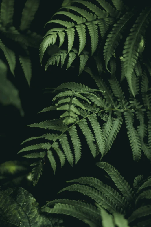 a close up of a fern plant on a black background, a screenshot, inspired by Elsa Bleda, lush evergreen forest, lo-fi, muted, lo - fi