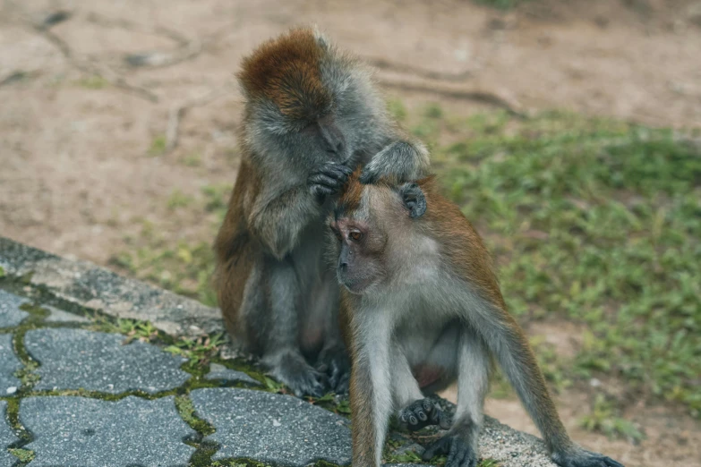 a couple of monkeys sitting on top of a stone wall, pexels contest winner, sumatraism, touching heads, full frame image, grey, brown