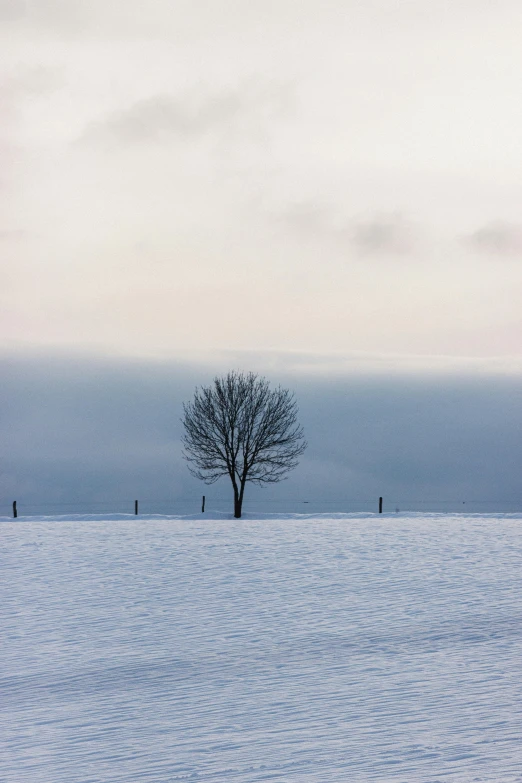 a lone tree in the middle of a snow covered field, unsplash contest winner, minimalism, square, today\'s featured photograph 4k, overcast gray skies, from wheaton illinois